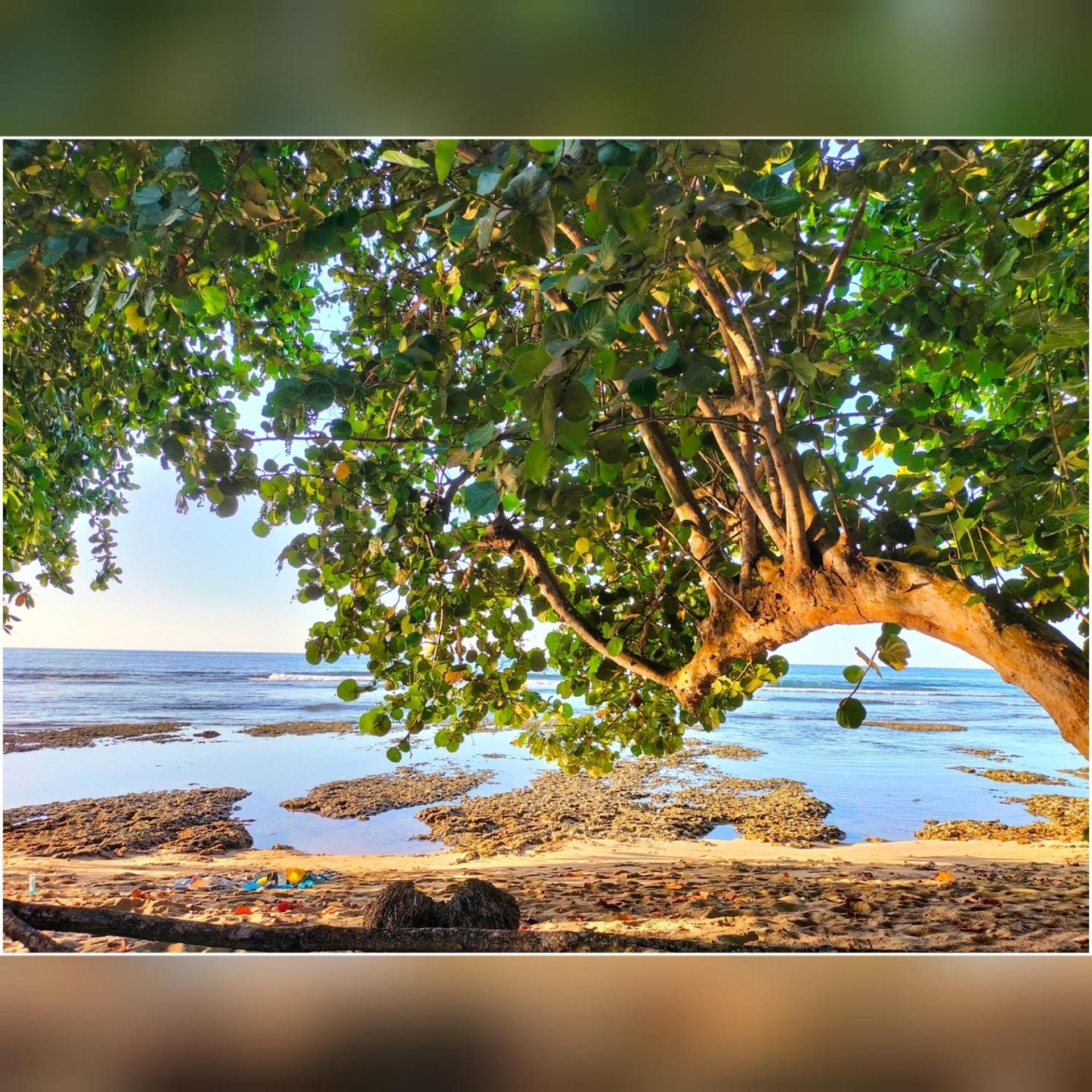 Cabinas Coconut Grove Puerto Viejo de Talamanca Екстер'єр фото